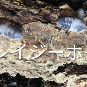 クレイジーホース